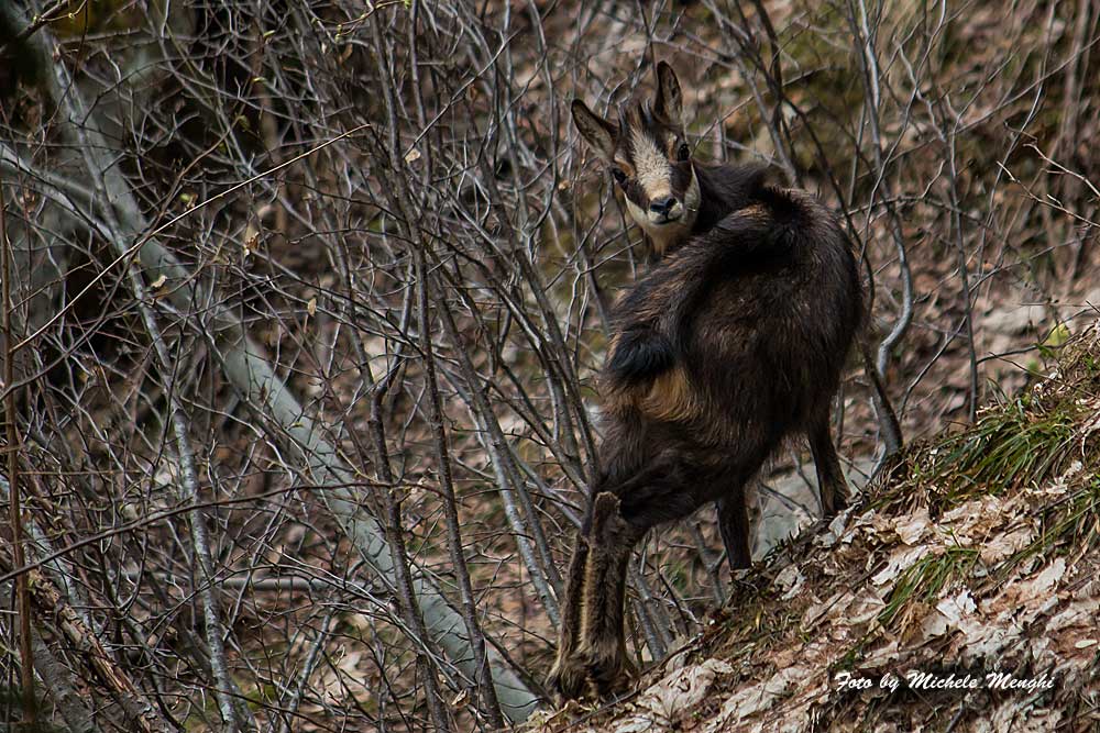 Camoscio in Valtartano