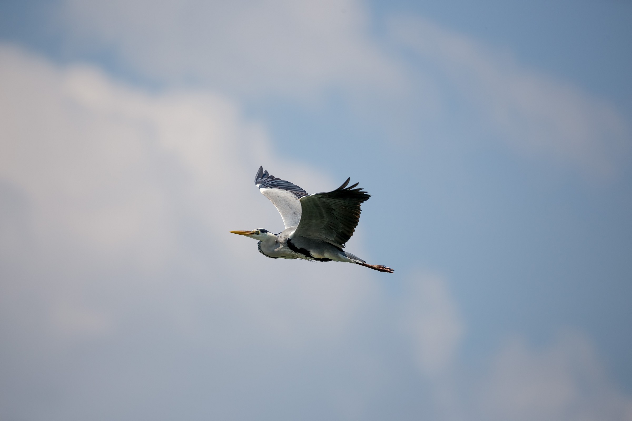 Early tests tamron 150-600