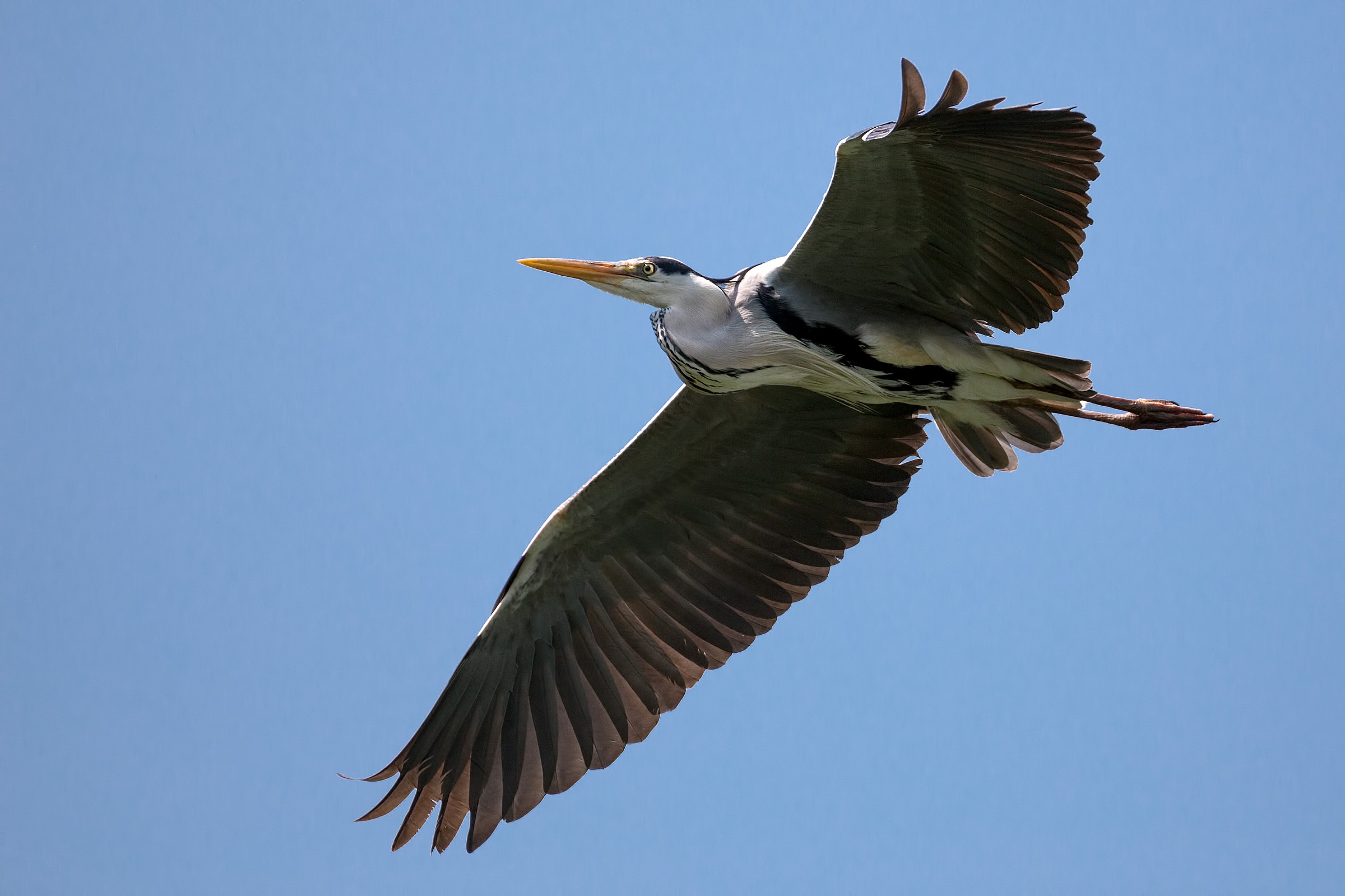 Early tests tamron 150-600