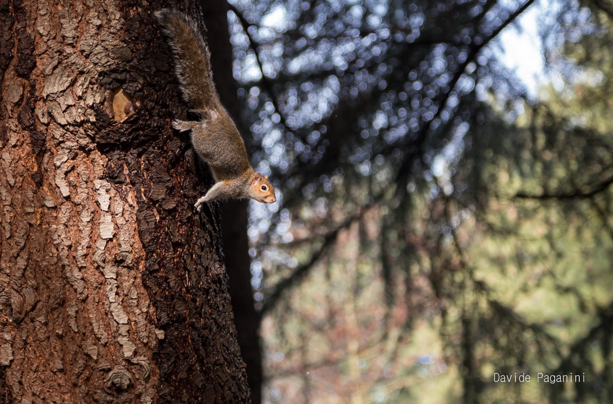 Squirrel in the park