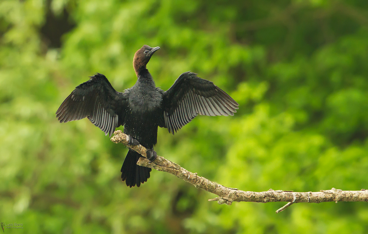 Pygmy Cormorant