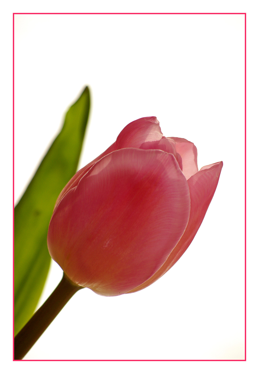 Pink tulip