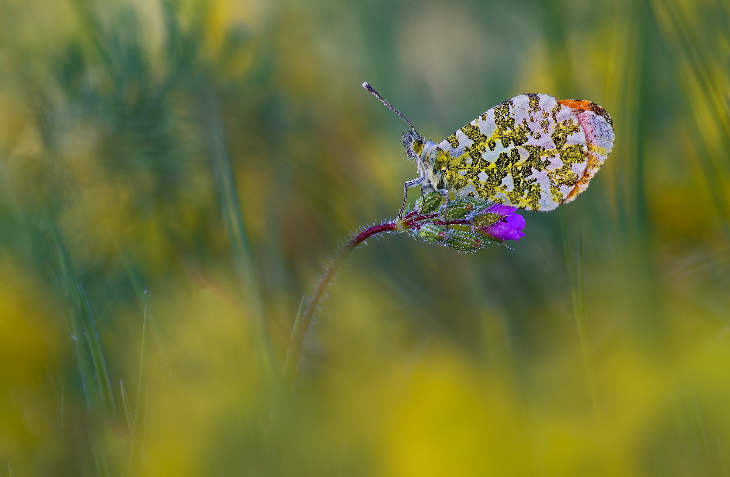 escape from the land of nowhere