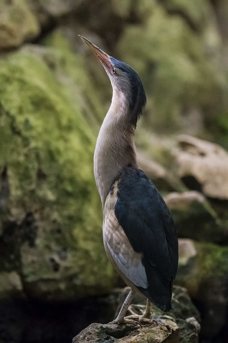 Common Bittern