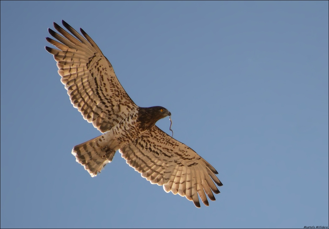 Biancone Snake-eagle ...