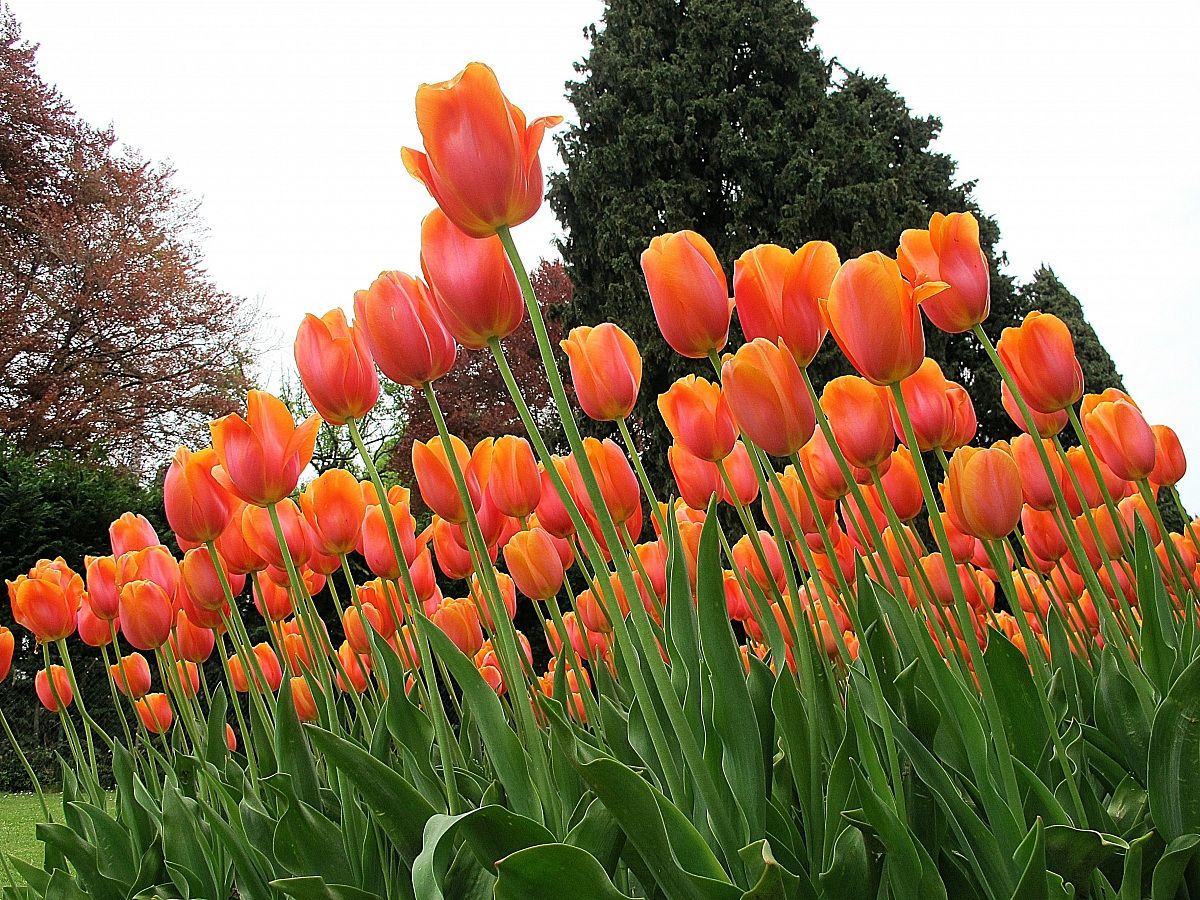 Tulips ...........