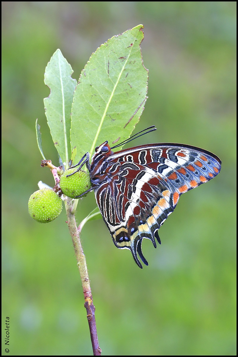 Charaxes jasius