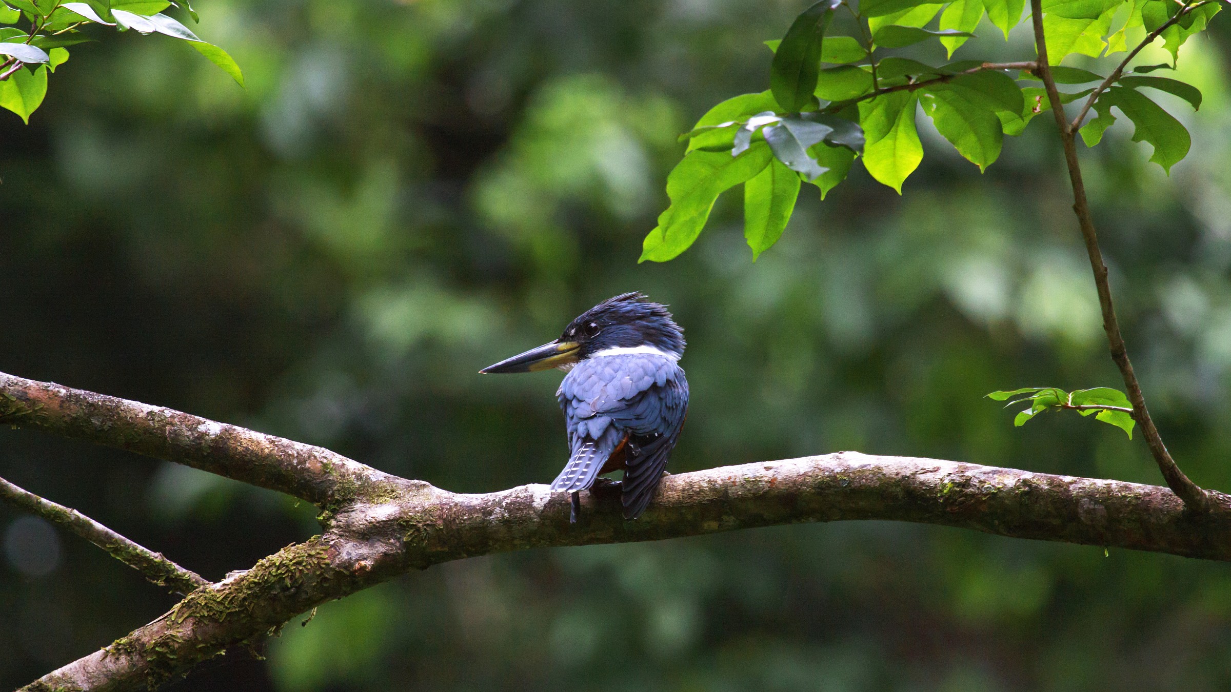 beltd kingfisher