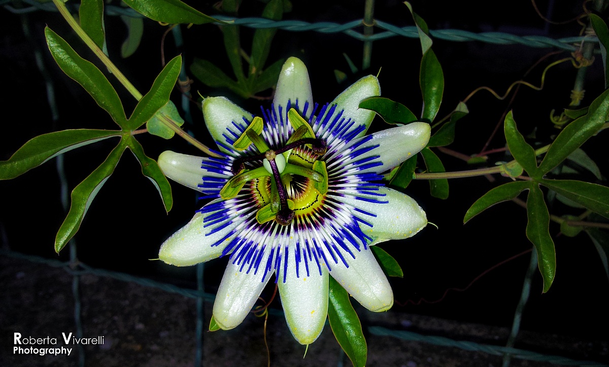 Passiflora
