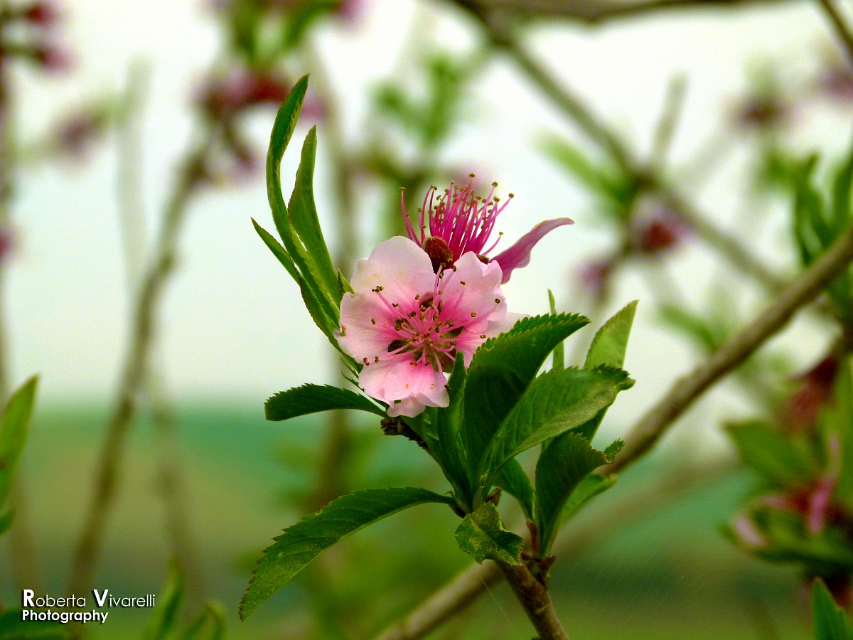 Peach blossom