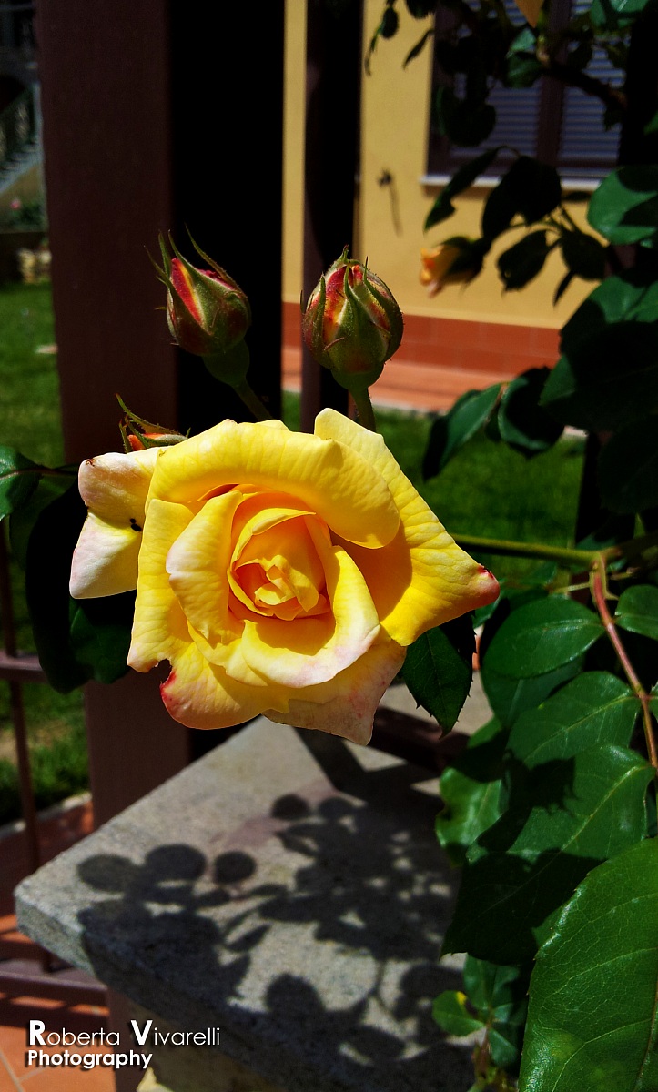 Yellow rose and buds