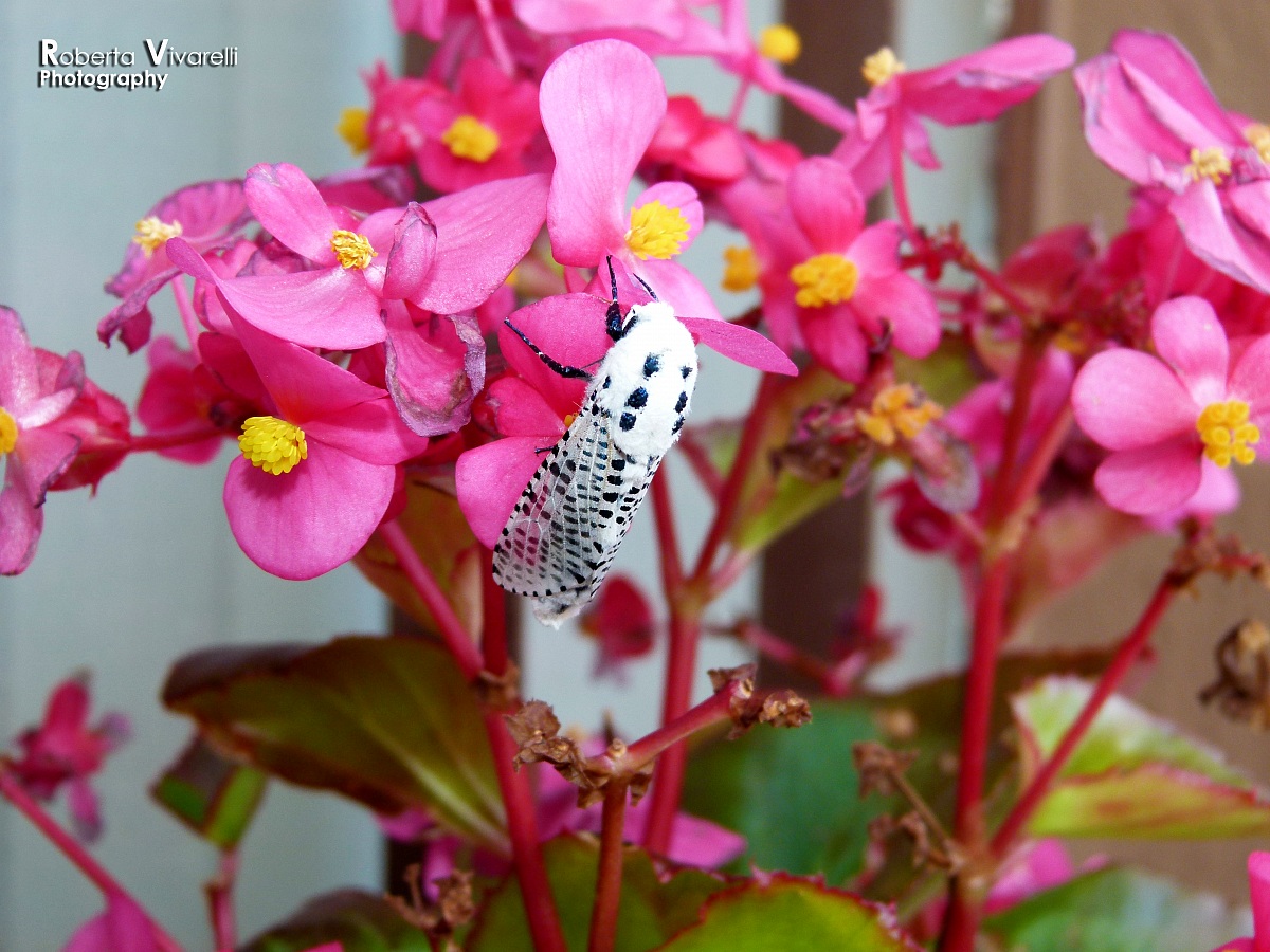 A guest in the middle of flowers