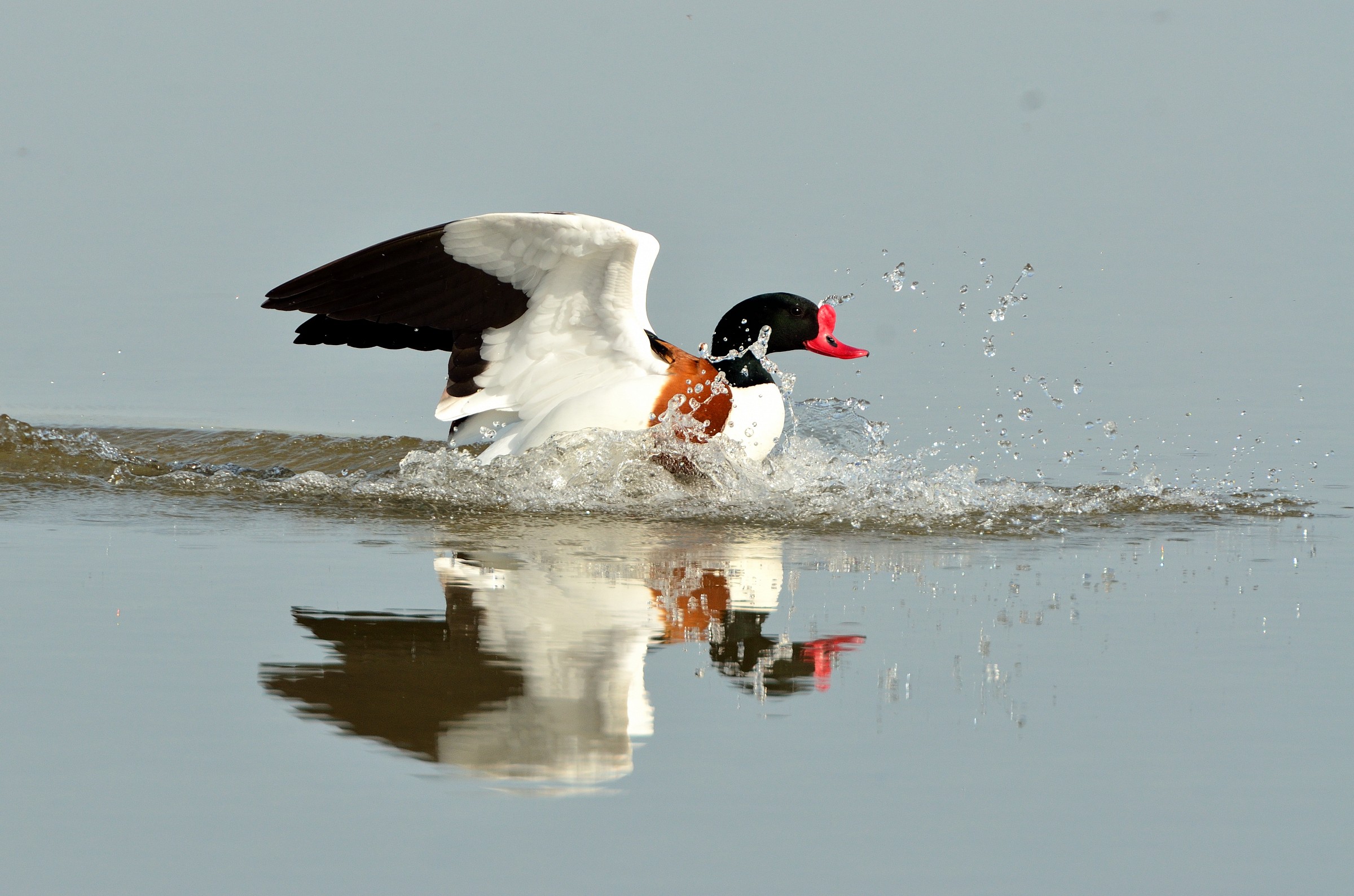 Volpoca in atterraggio