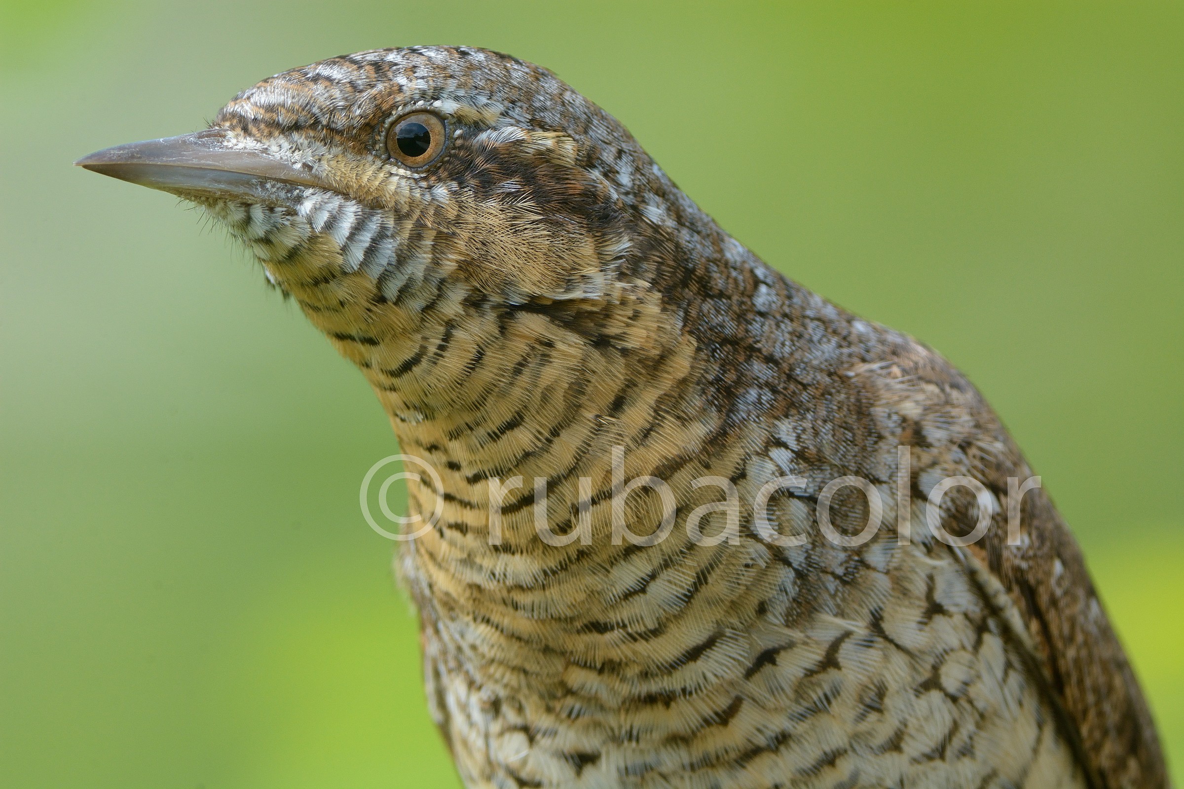 Primo piano al torcicollo