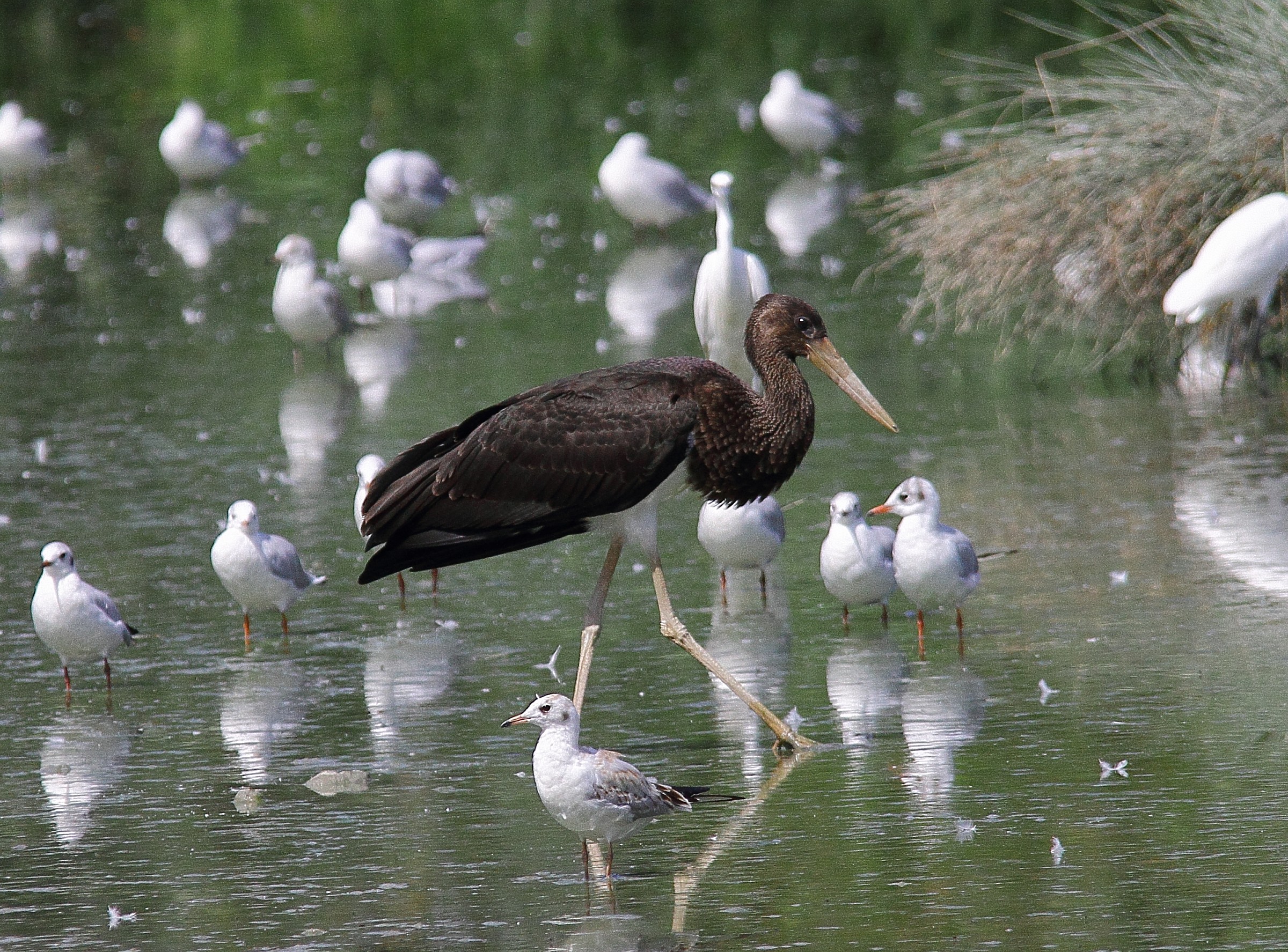 Black Stork