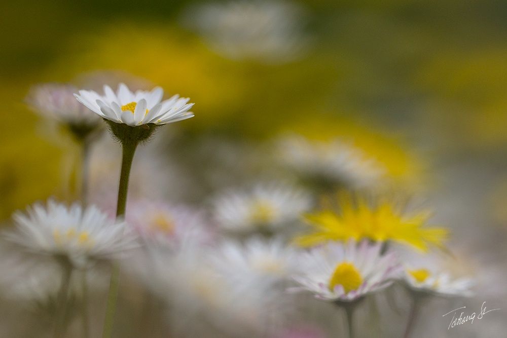 special among many ....