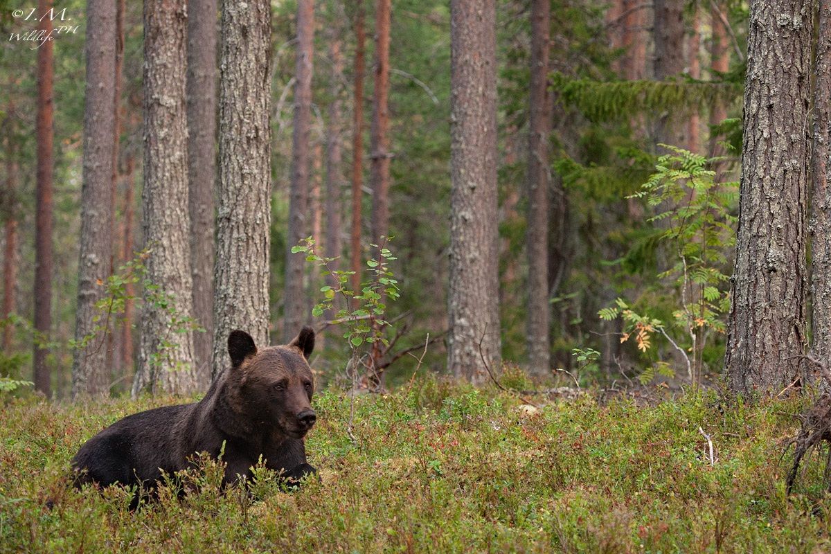 Nella casa dell'orso