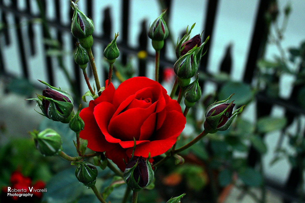 Red Rose