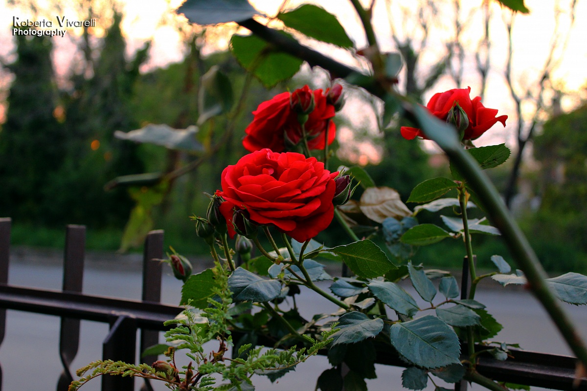Red roses