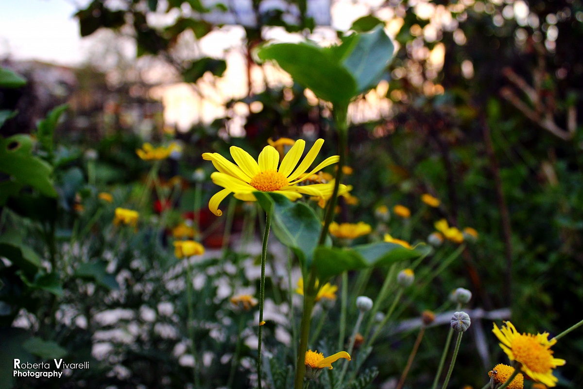 Margherite gialle
