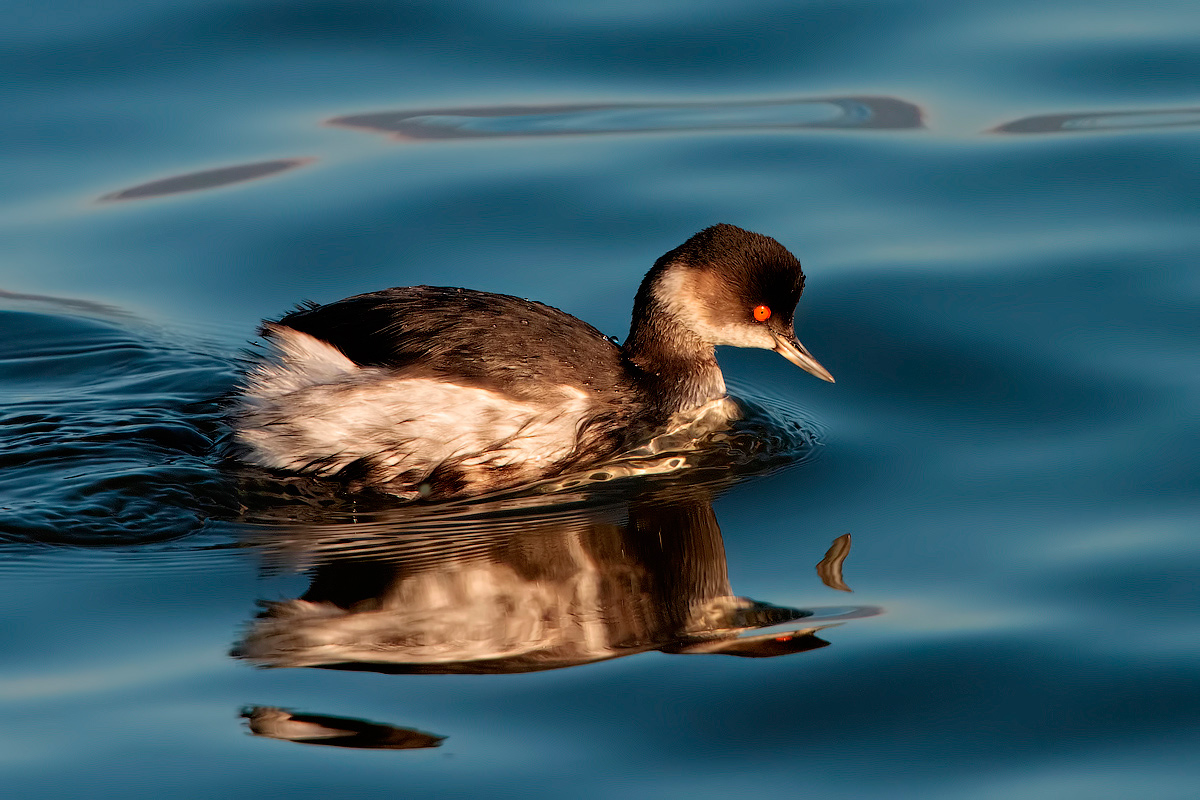 Black-necked Grebe