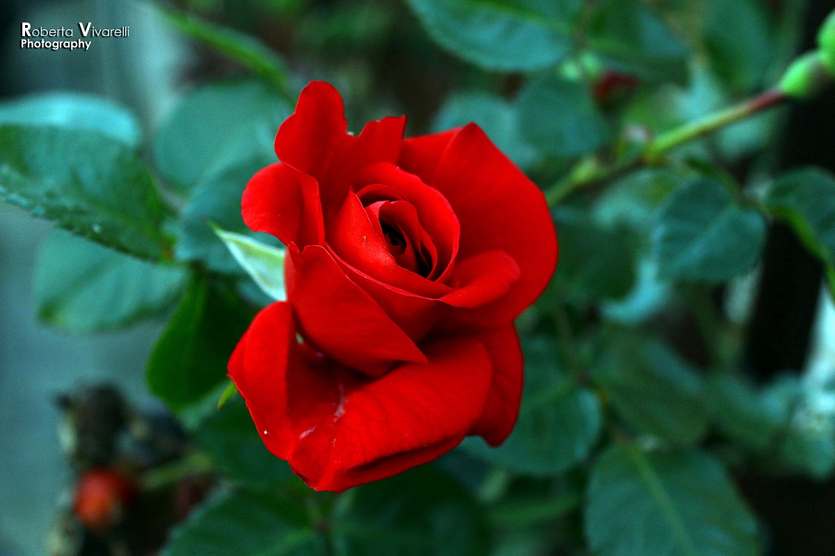 Red Rose