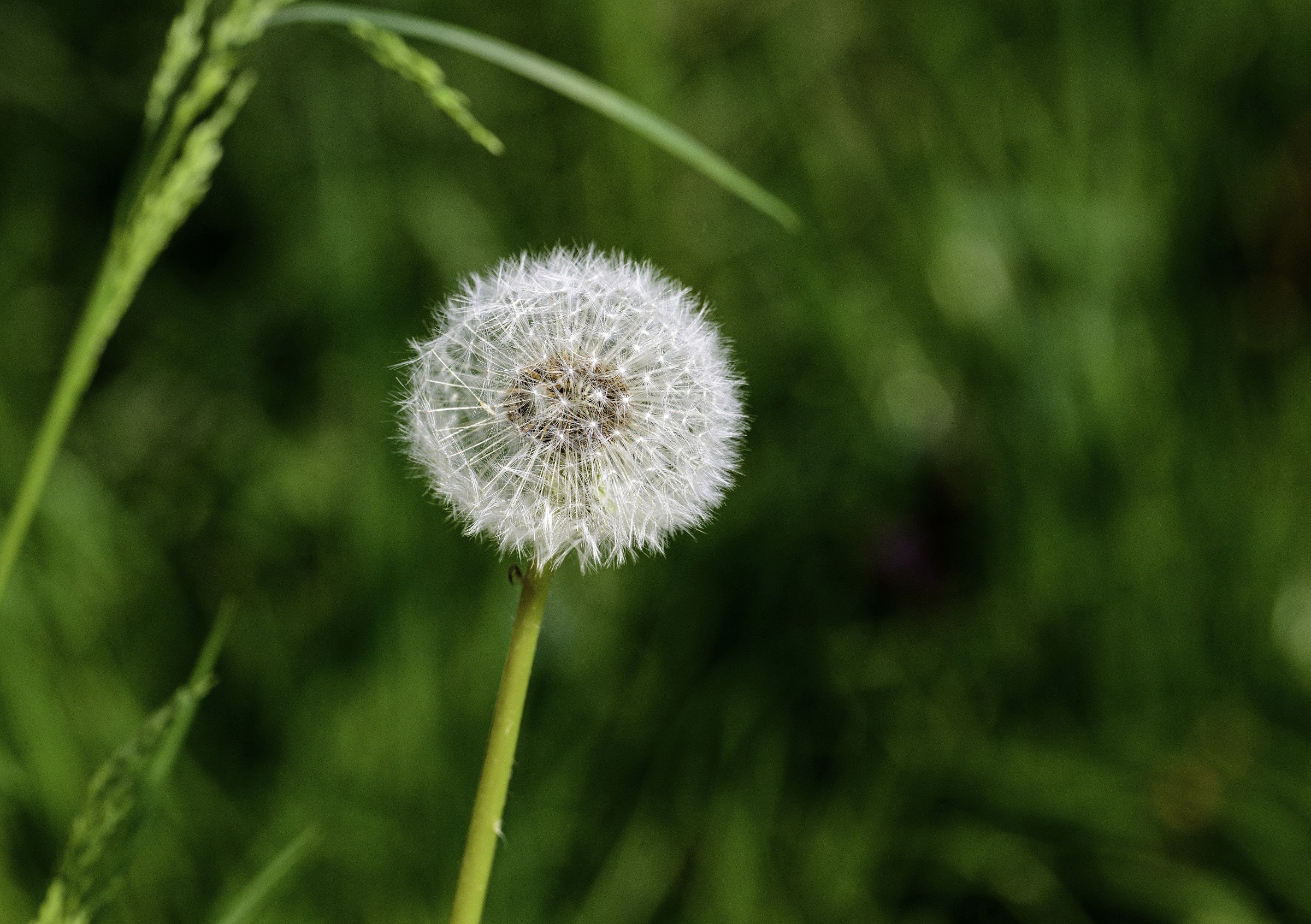 Batuffolo bianco...................