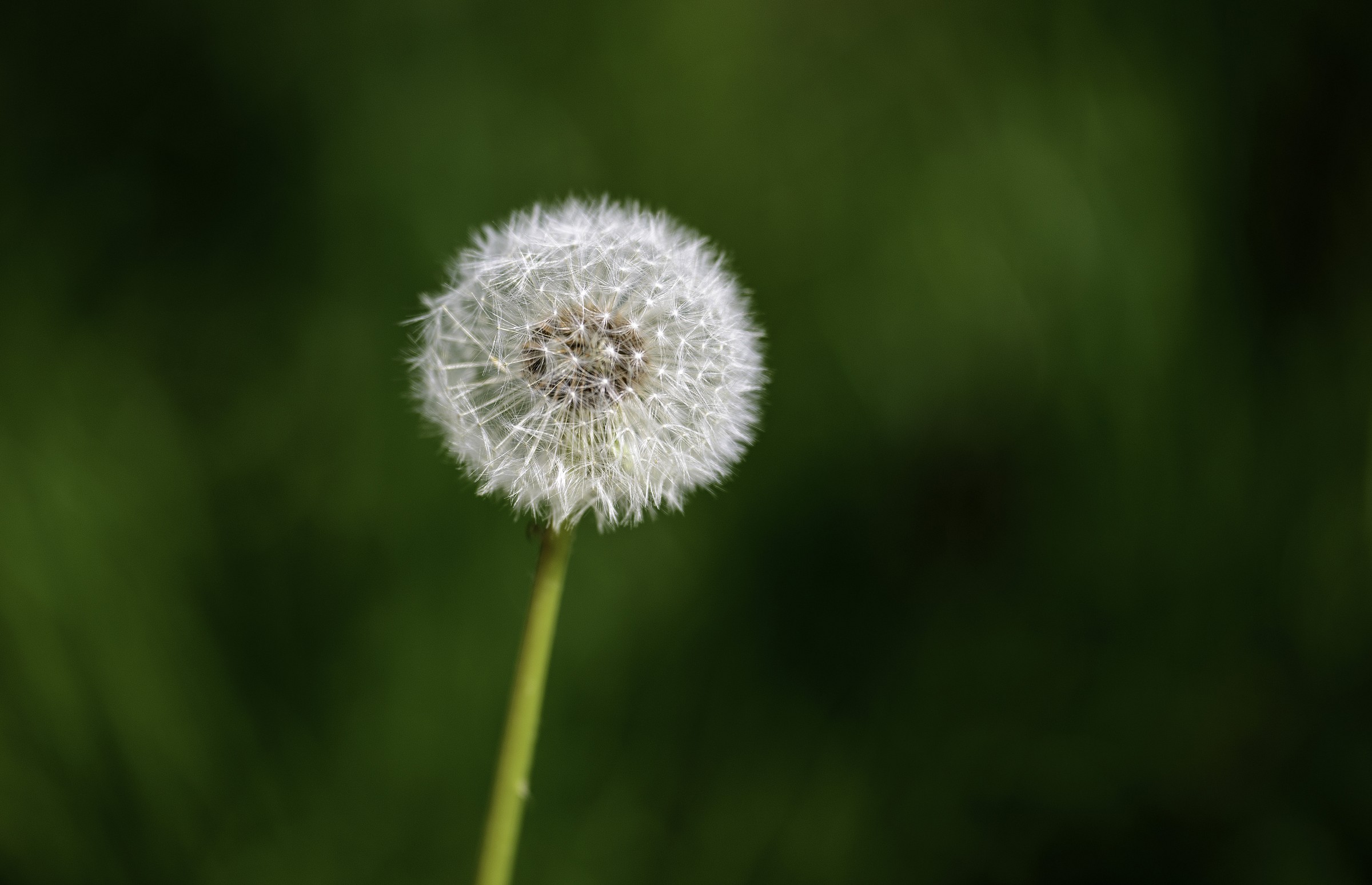 Fluffy white ...................