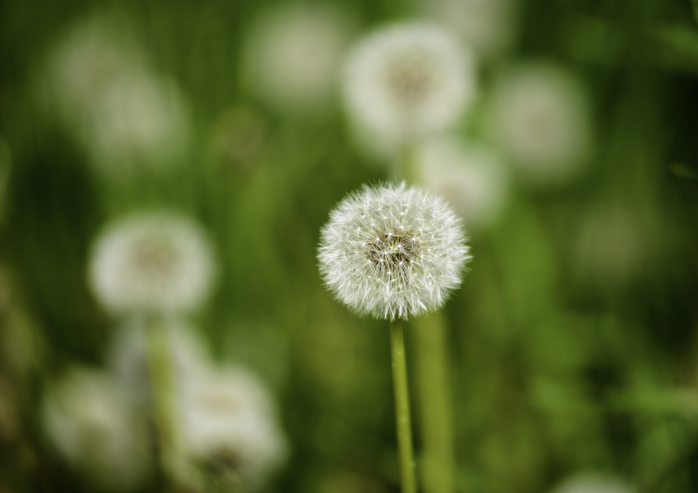 White balls ...................