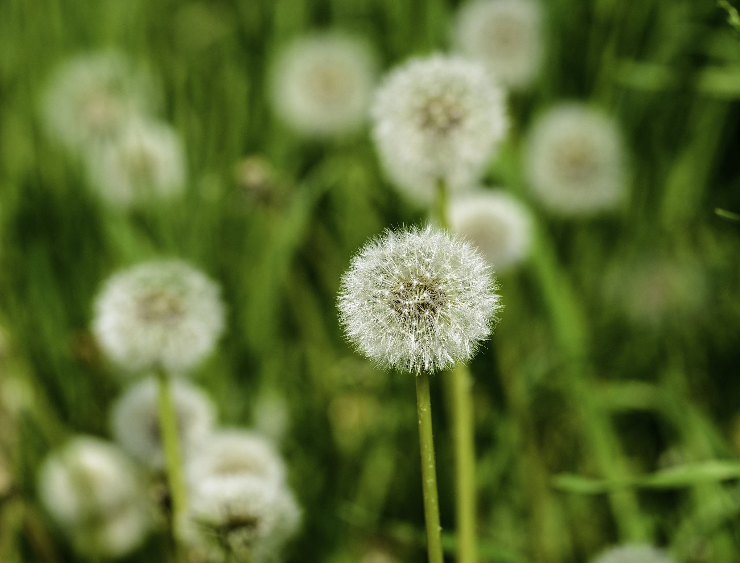 White balls ...................