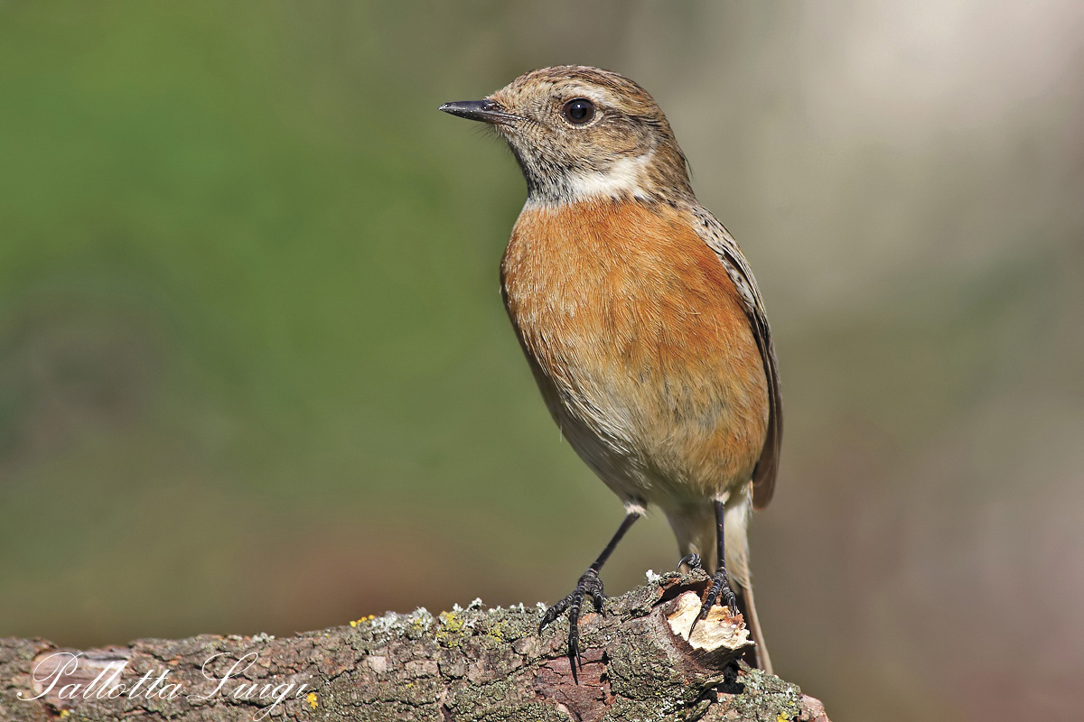 Saltimpalo (Saxicola torquata)