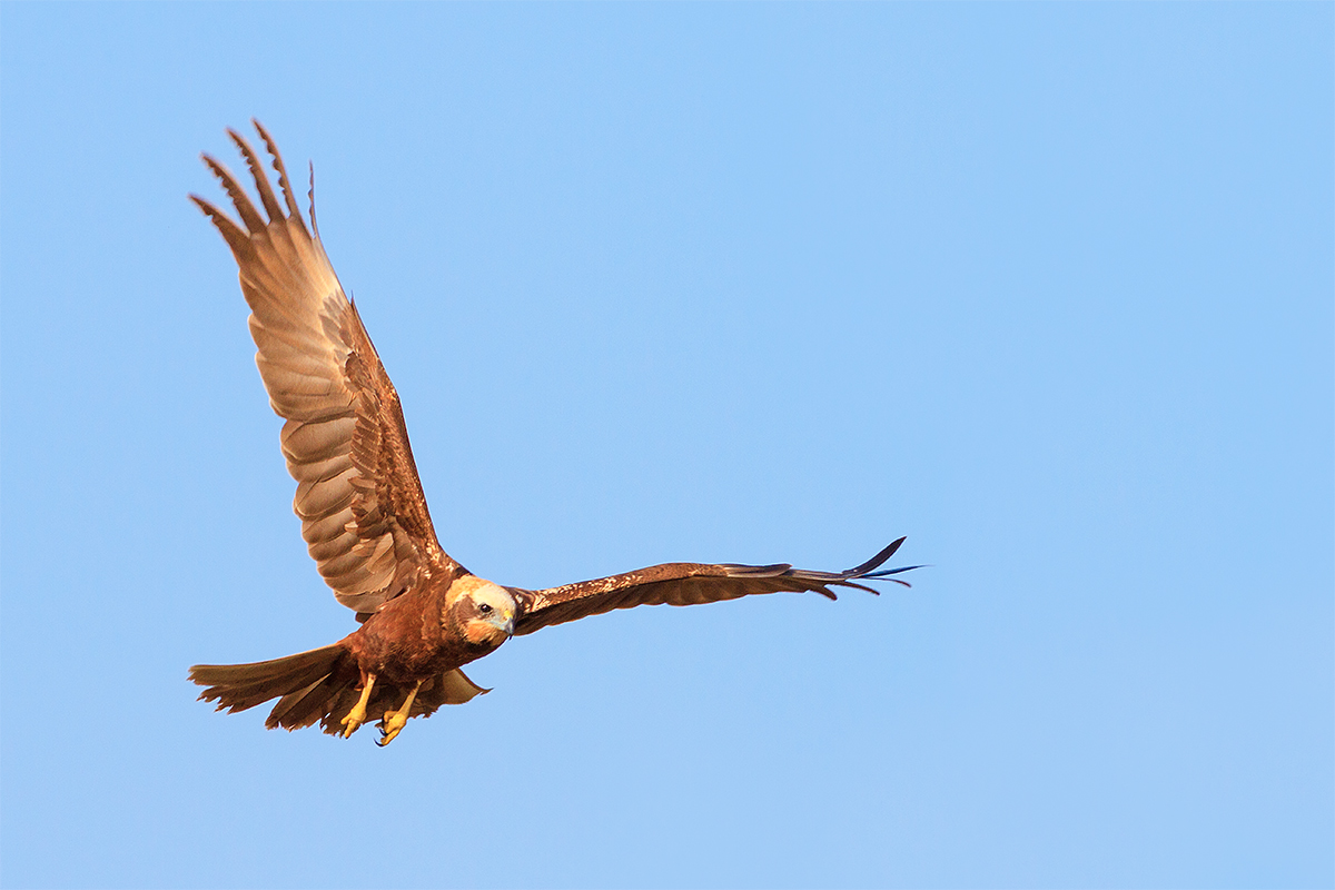 Marsh Harrier 1