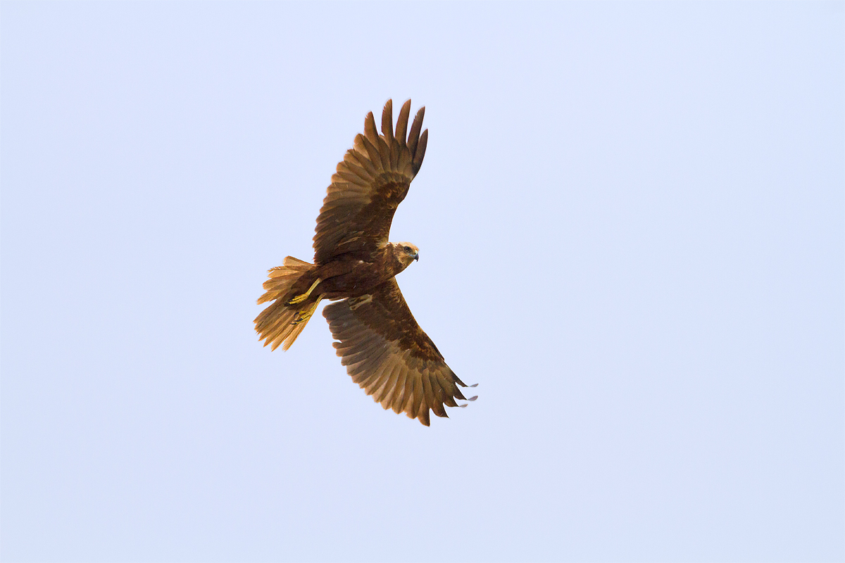 Marsh Harrier 3