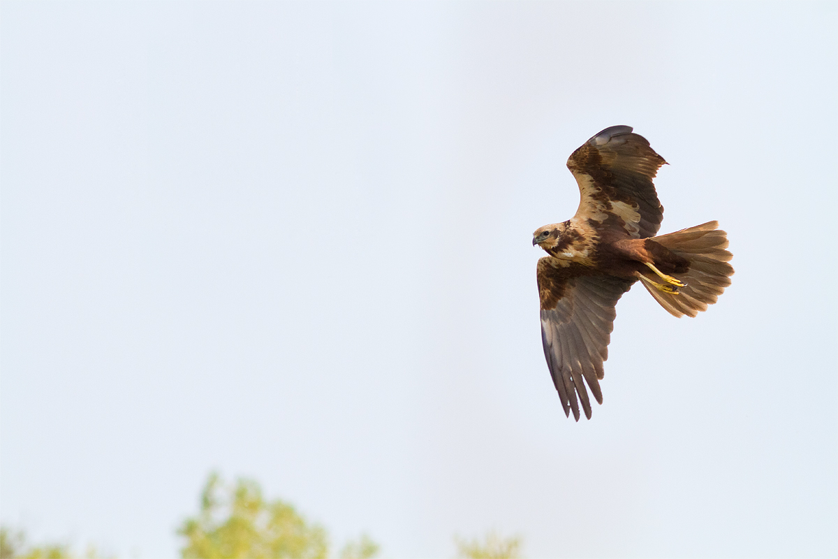 Marsh Harrier 4