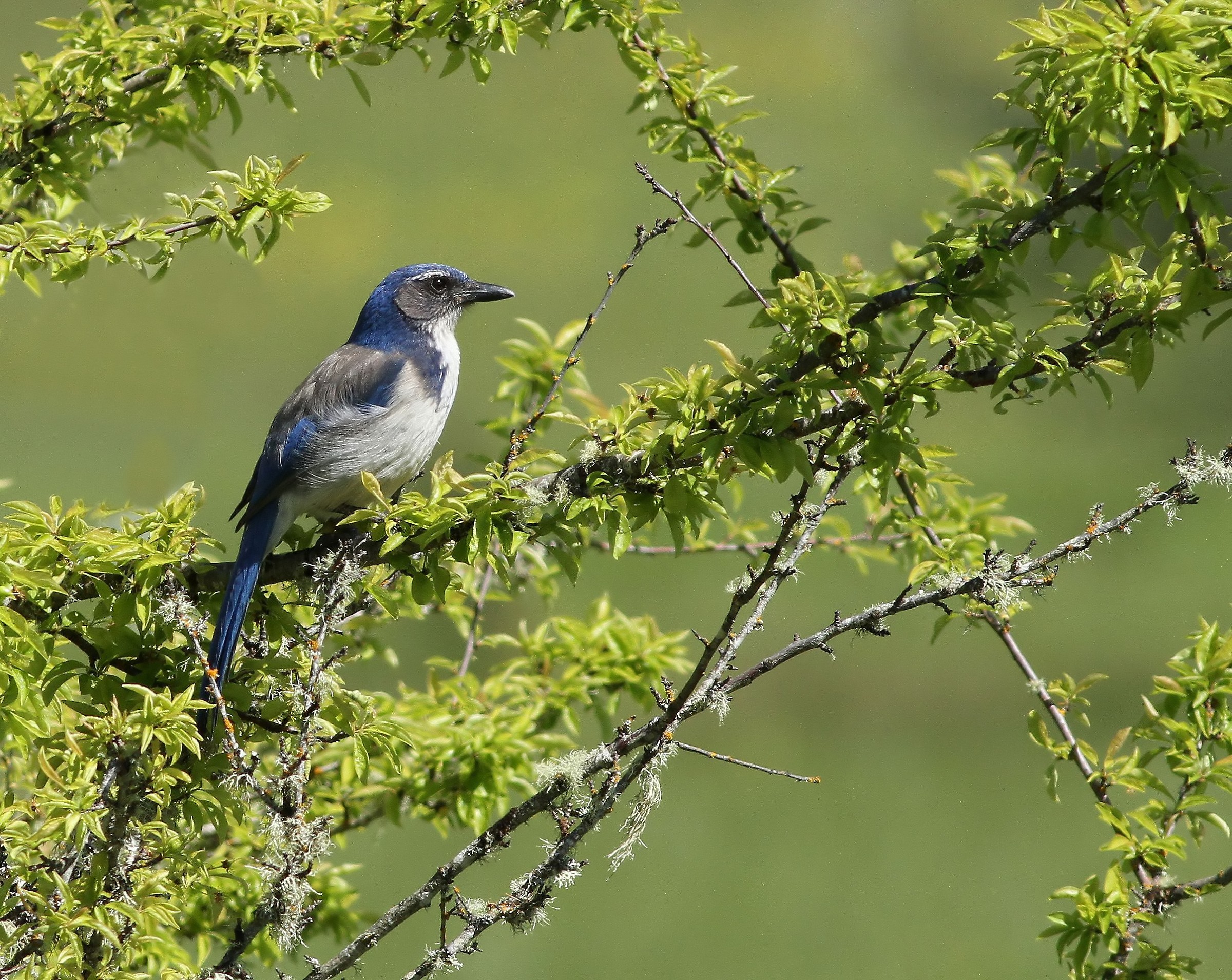 Jay in Spring
