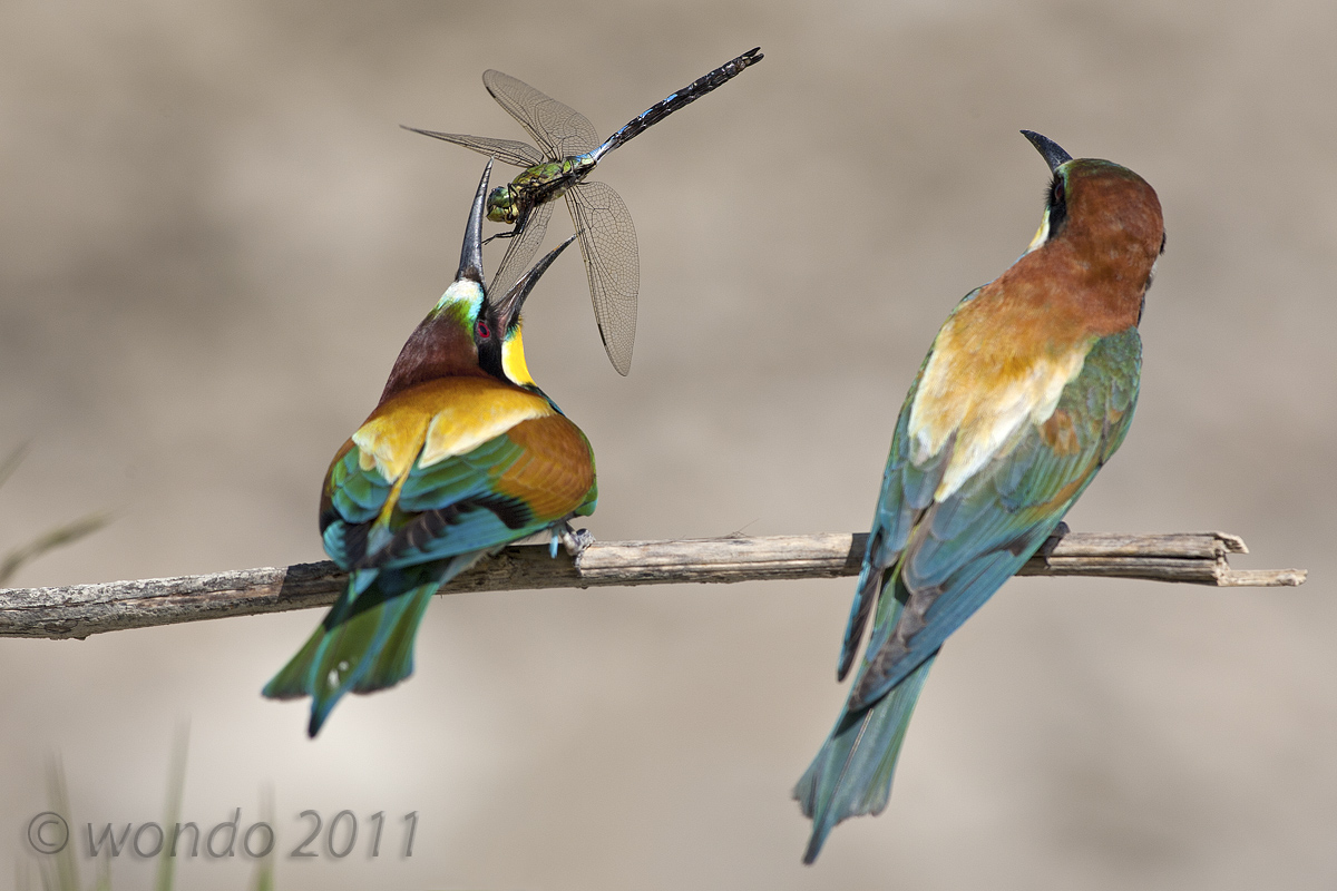 Merops apiaster (Bee) 2