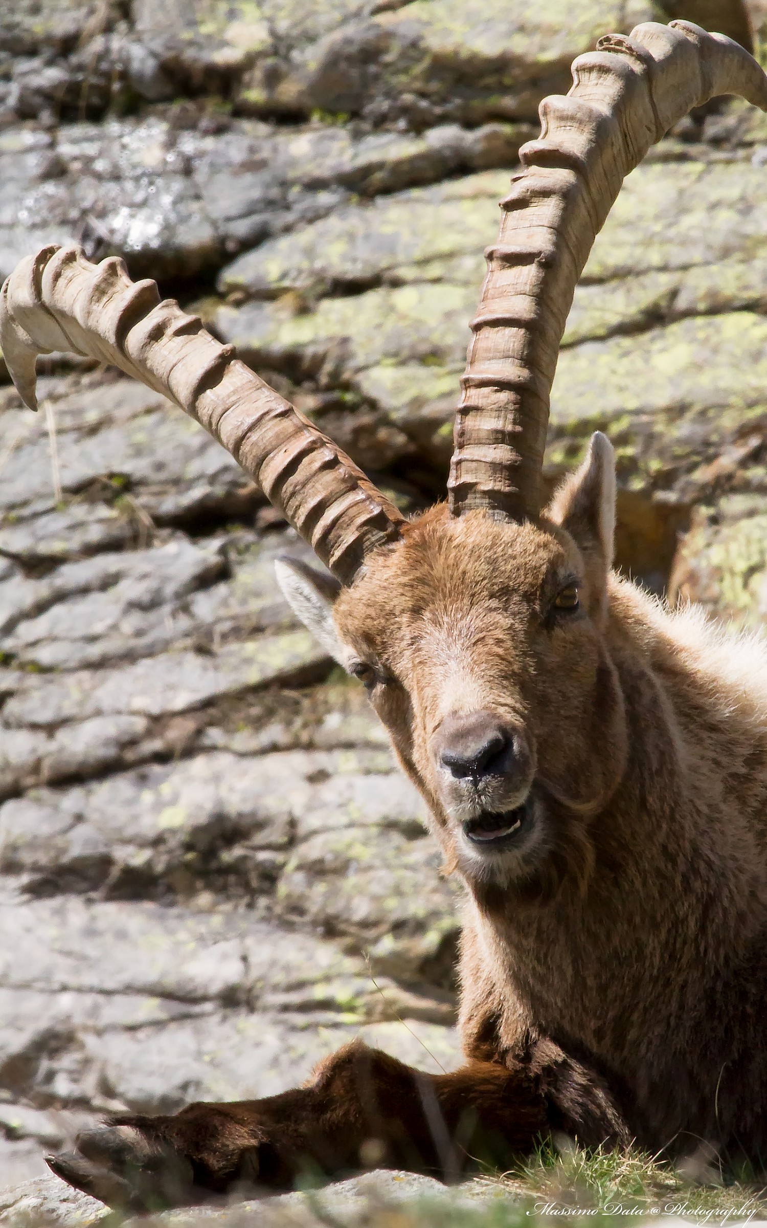 Ibex