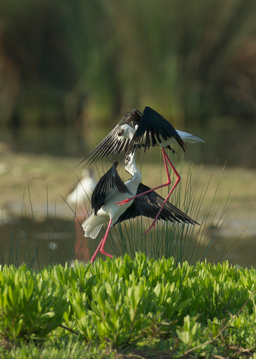 fight between knights