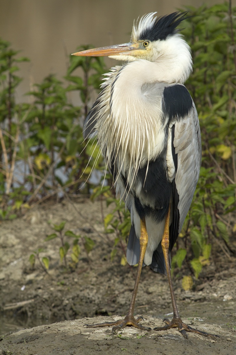 l'Airone Mario in parata