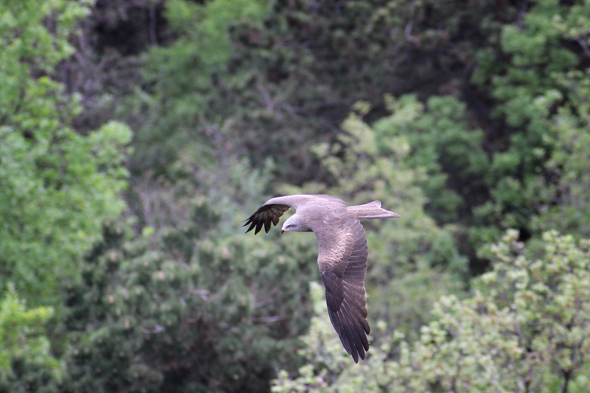Black Kite Milvus migrans Ang? Nieux 180 2.3 APO