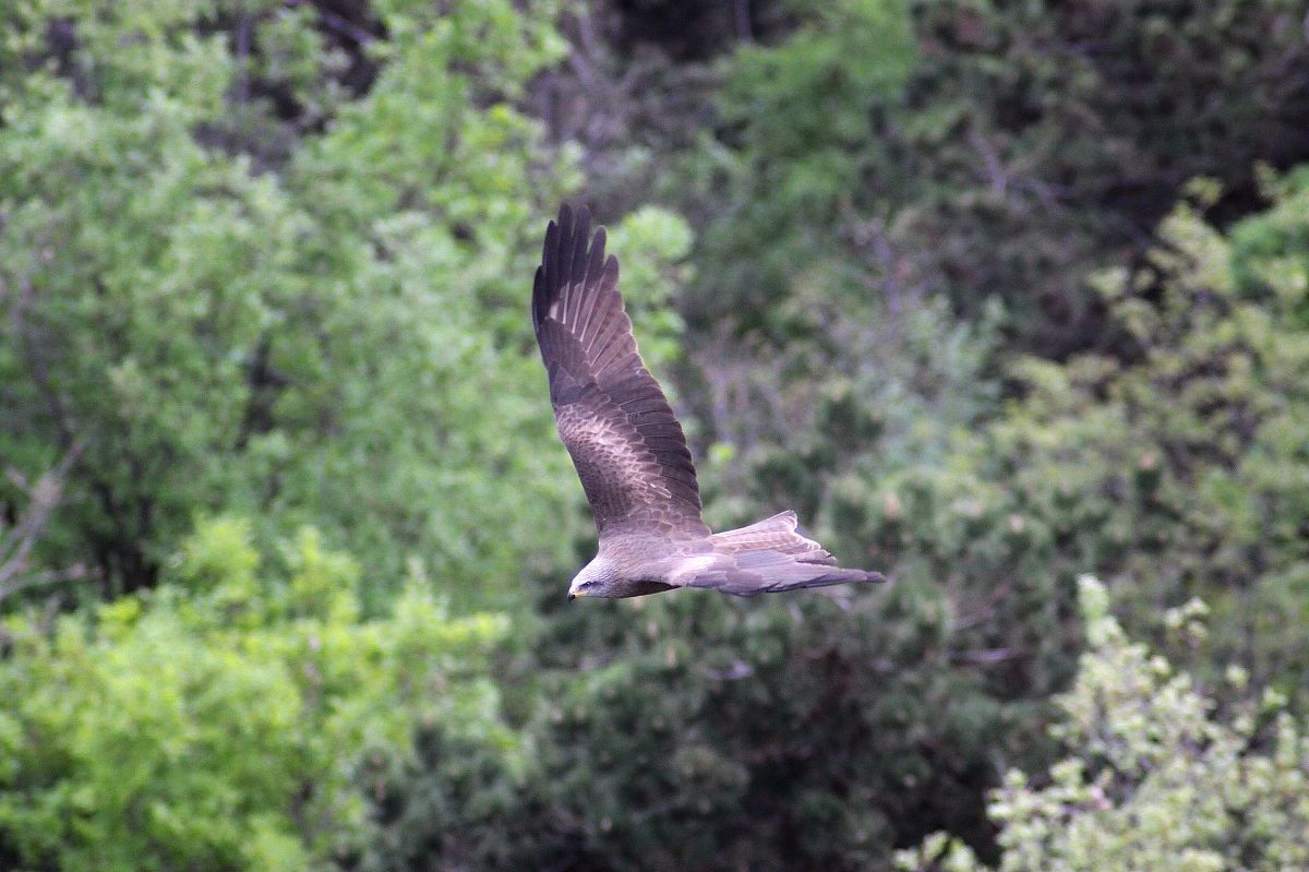 Black Kite Milvus migrans Ang? Nieux 180 2.3 APO