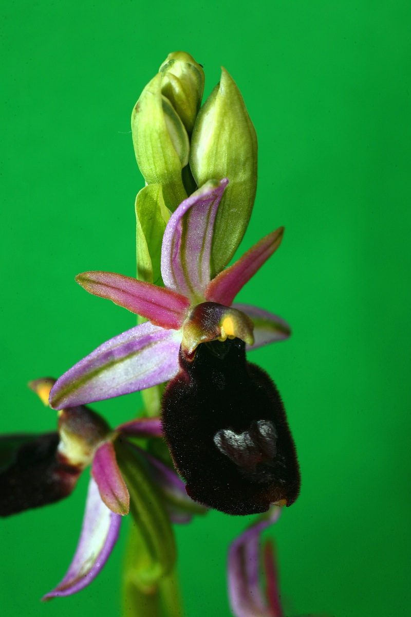 Return from the asteroid belt