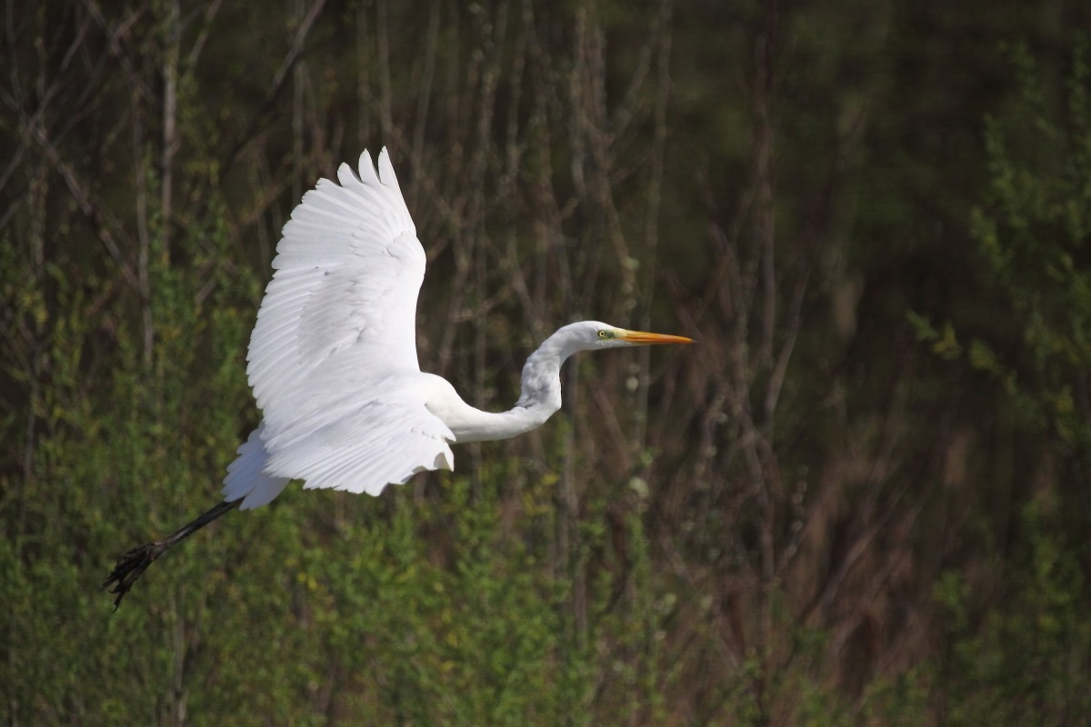 airone maggiore in volo