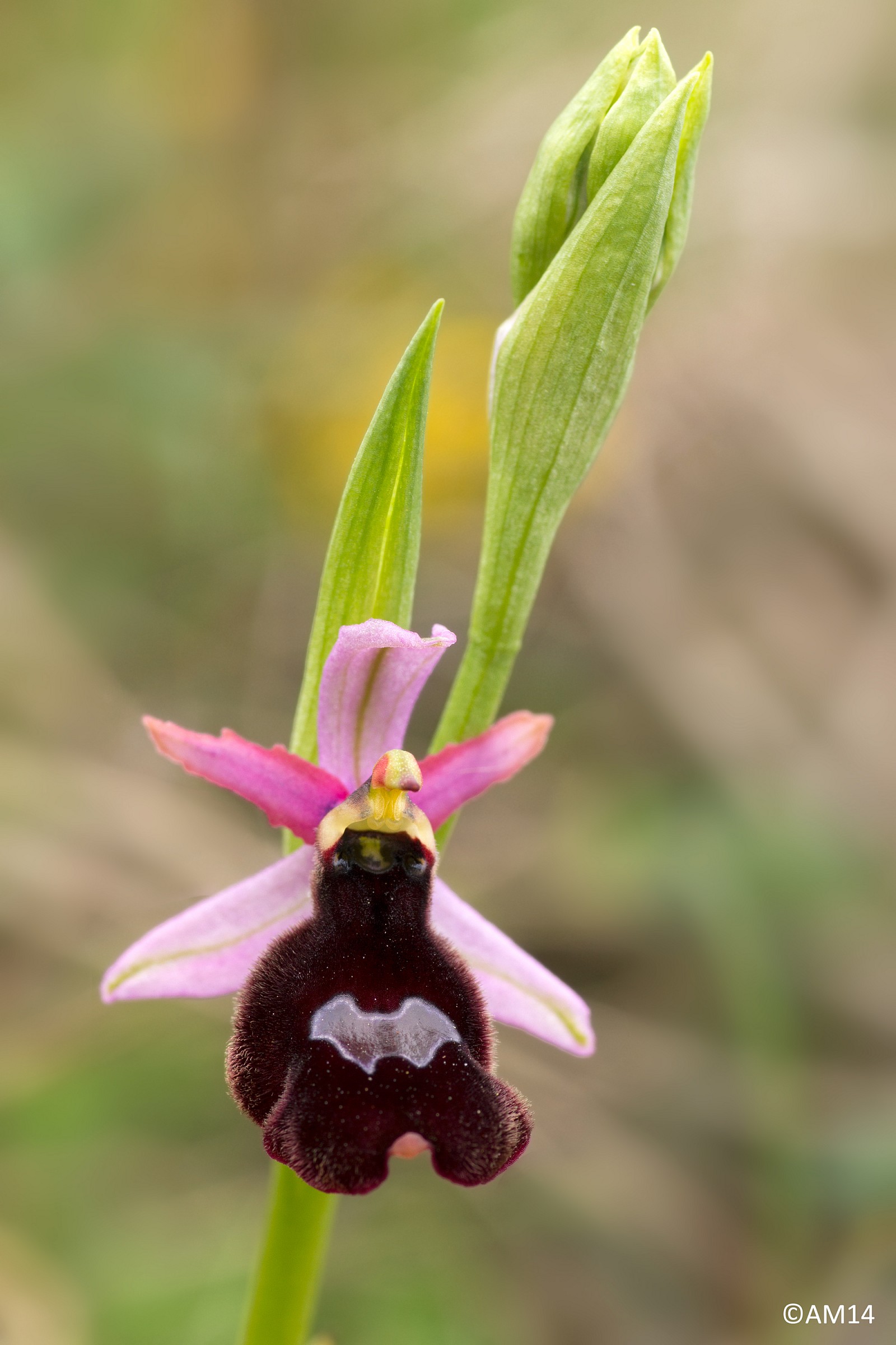 Ophrys benacensis