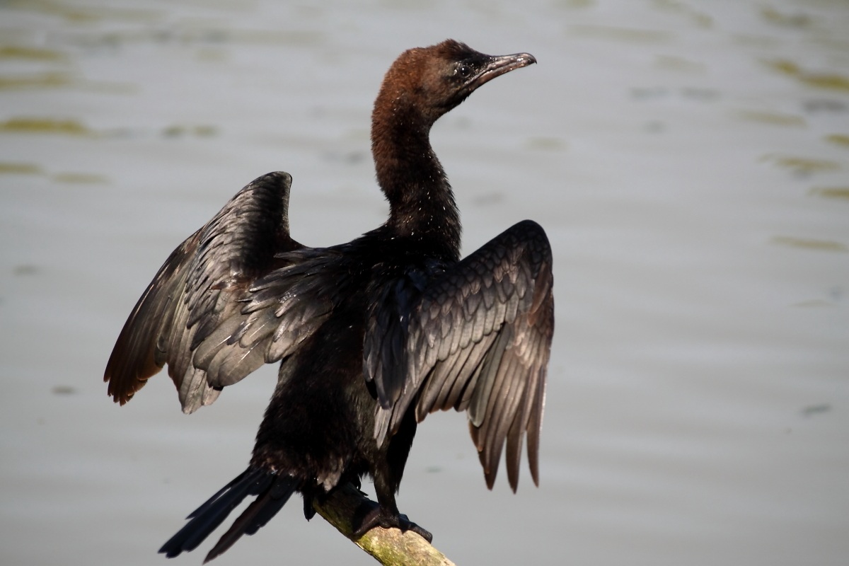 cormorano che prende il sole
