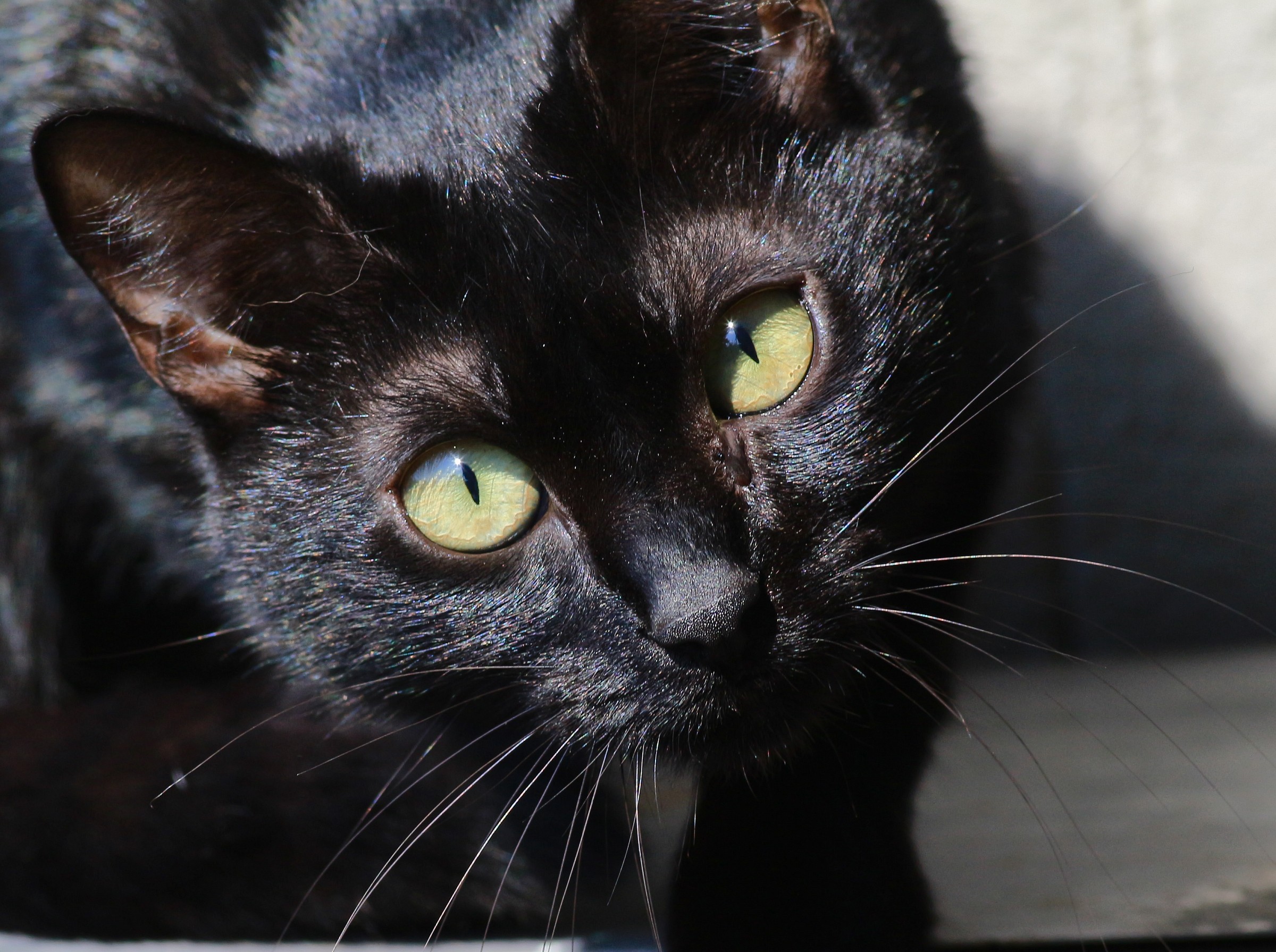 carboncino all'attacco