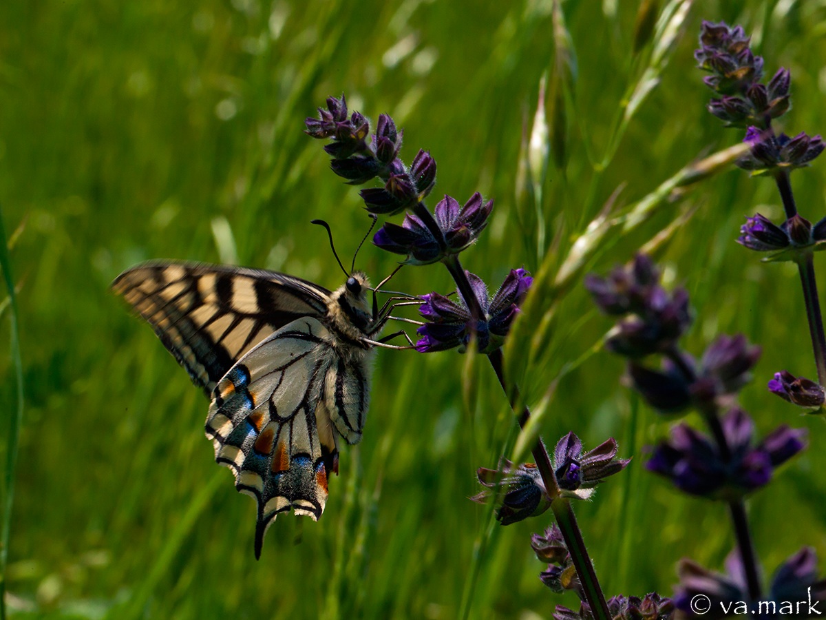 Papilio machaon