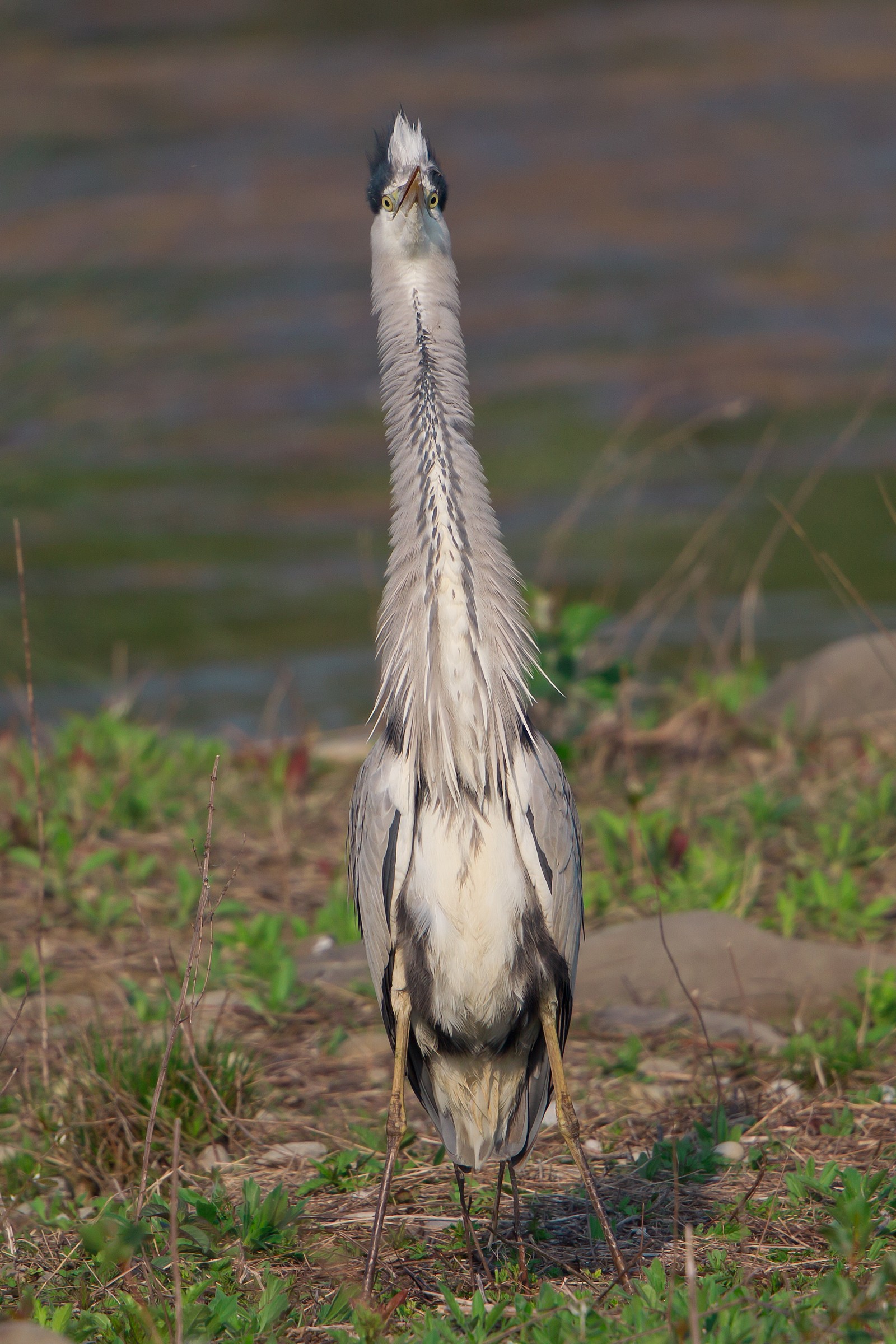 cenerino sulla difensiva