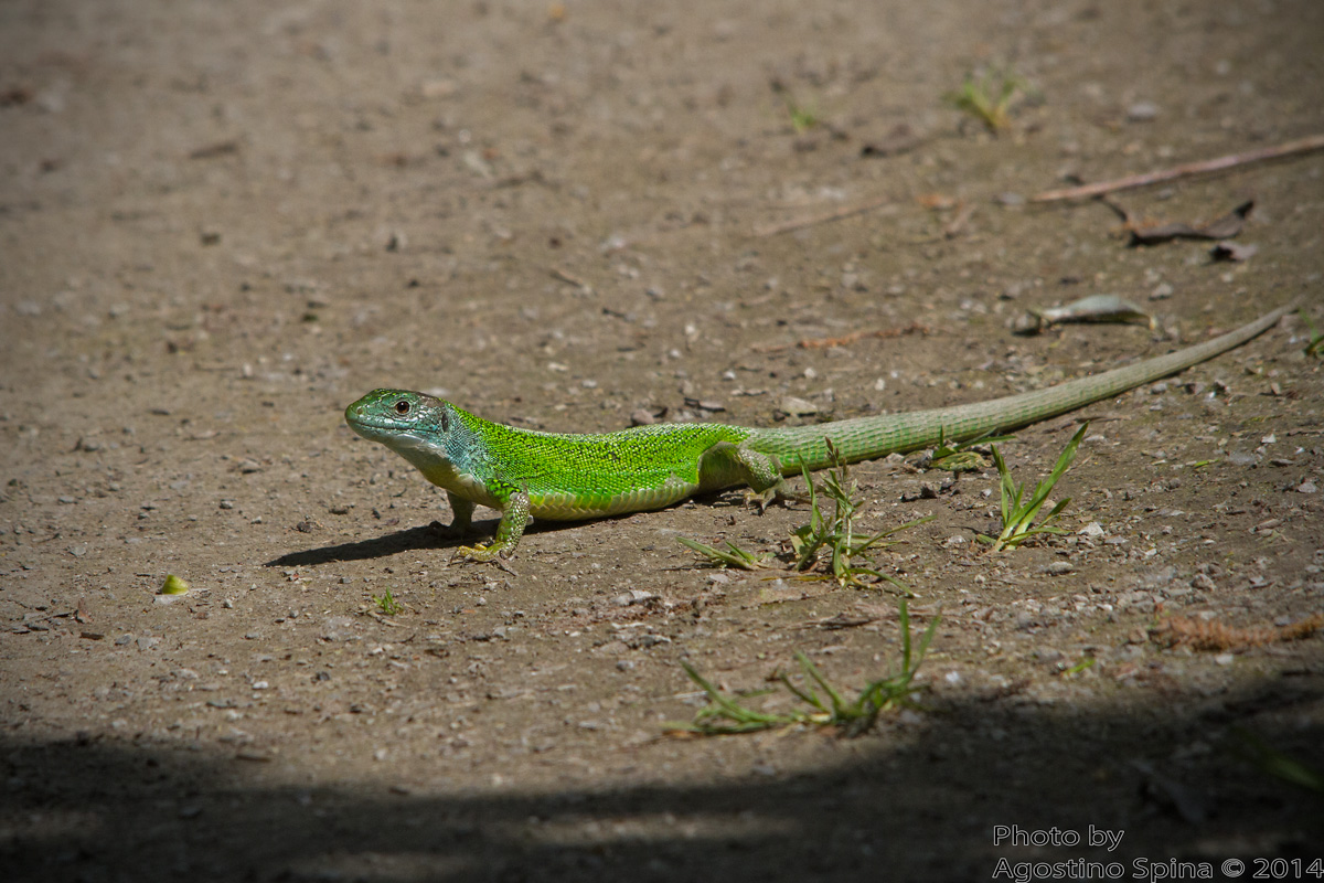 Green lizard