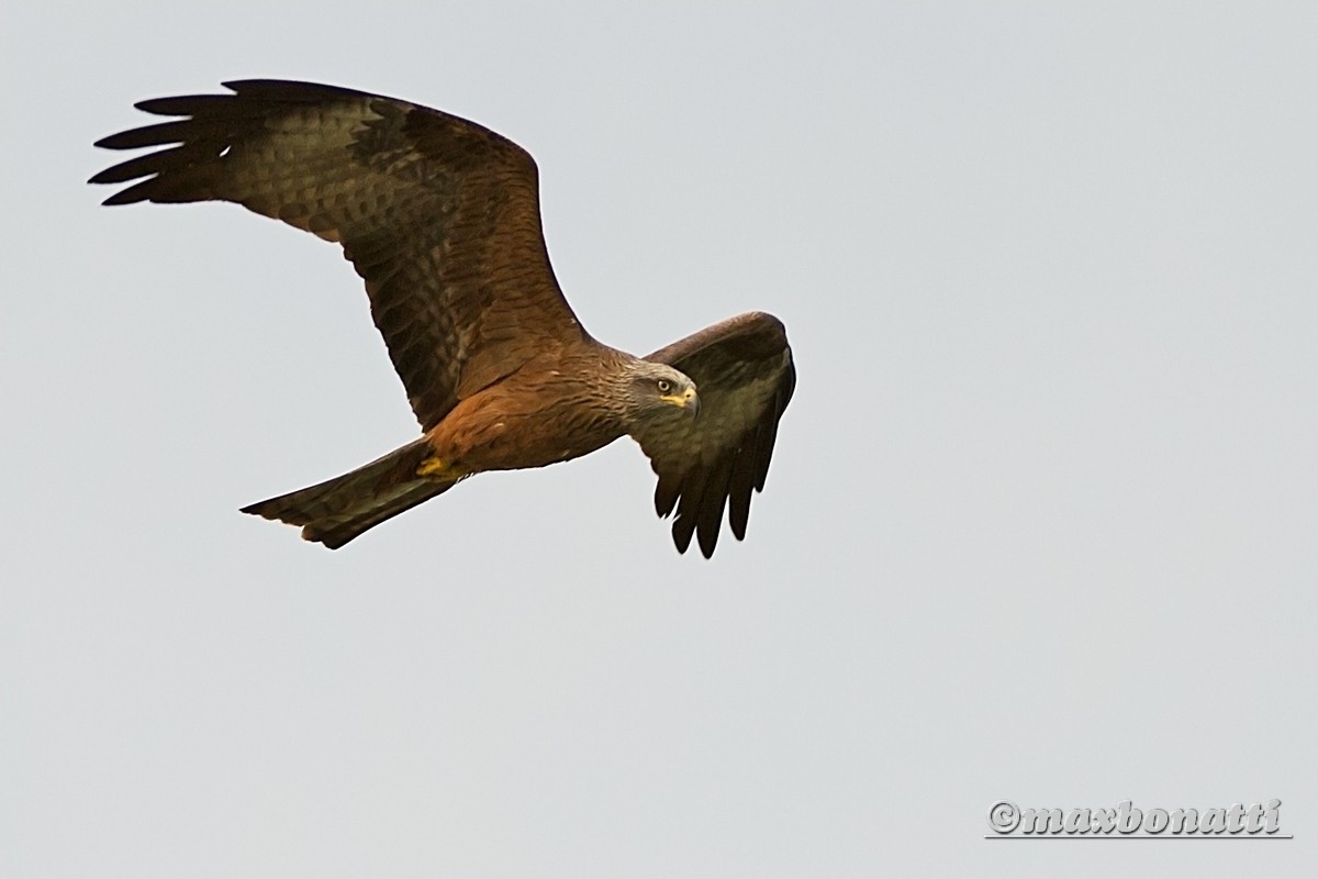 Black Kite (Milvus migrans)